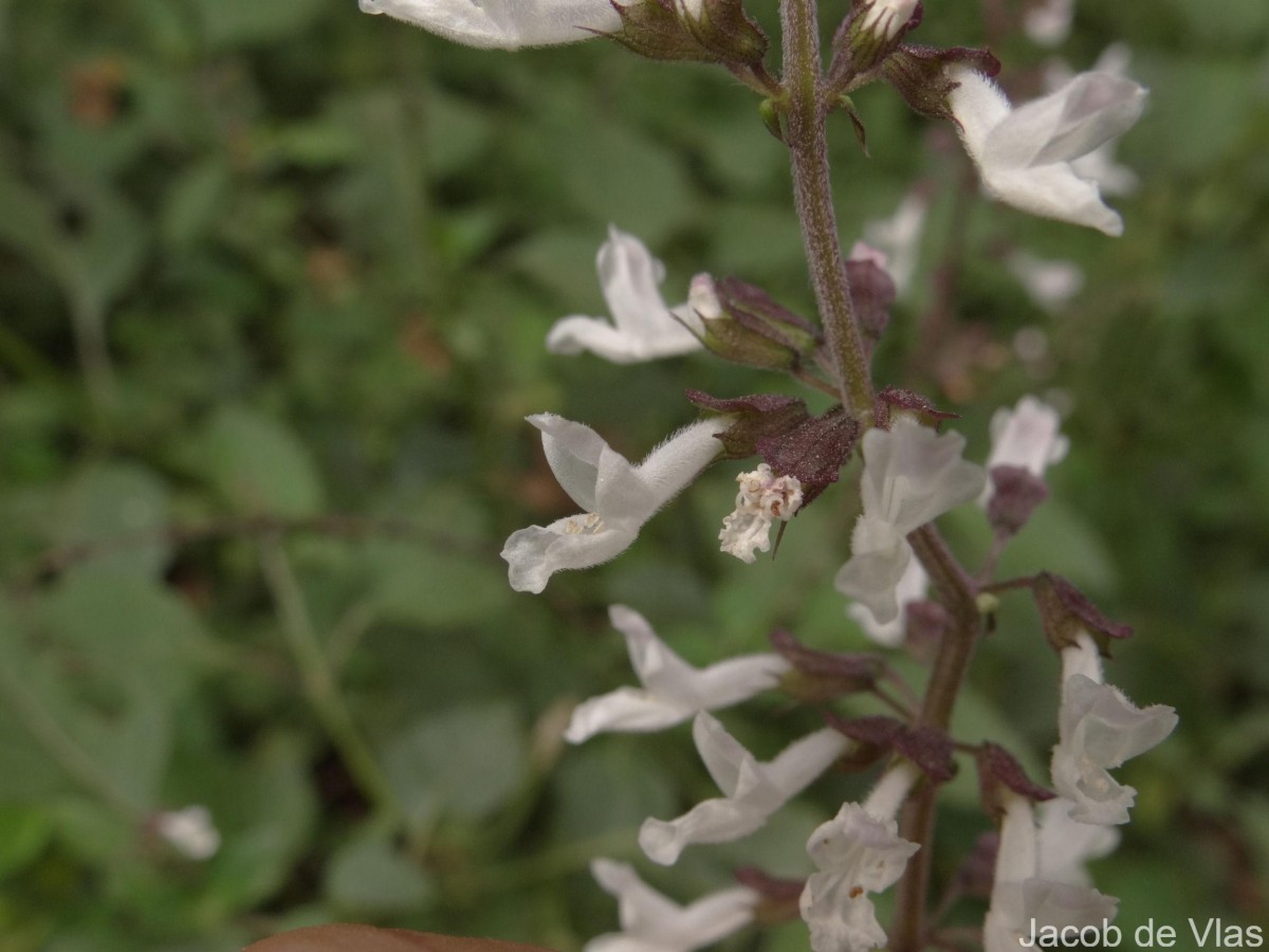 Orthosiphon thymiflorus (Roth) Sleesen